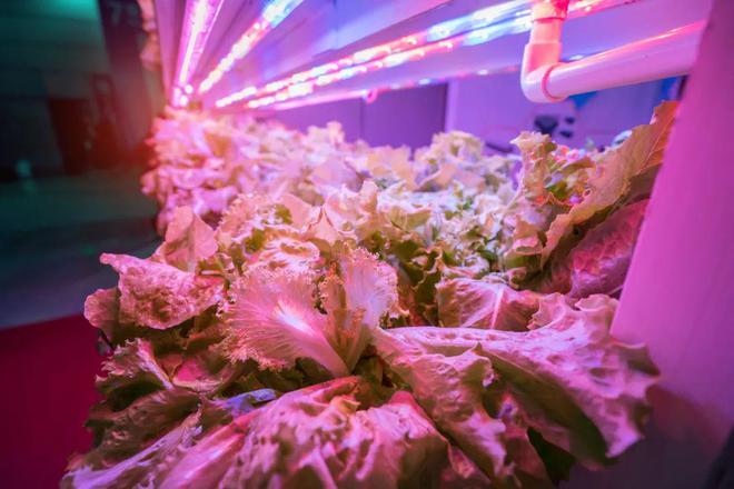 LED植物照明市场复苏亿光等台厂加速布局(图1)
