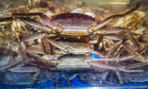 中研网行业资讯_中研普华行业研究网(图3)